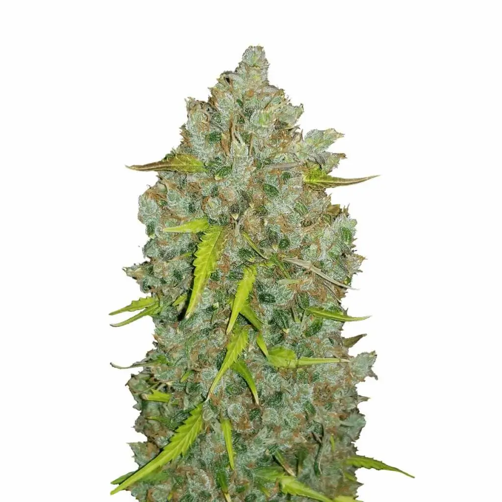 auto bubblegum xxl flower Auto Bubblegum – Süßer XXL-Ertrag im kompakten Autoflower-Sämling-Format