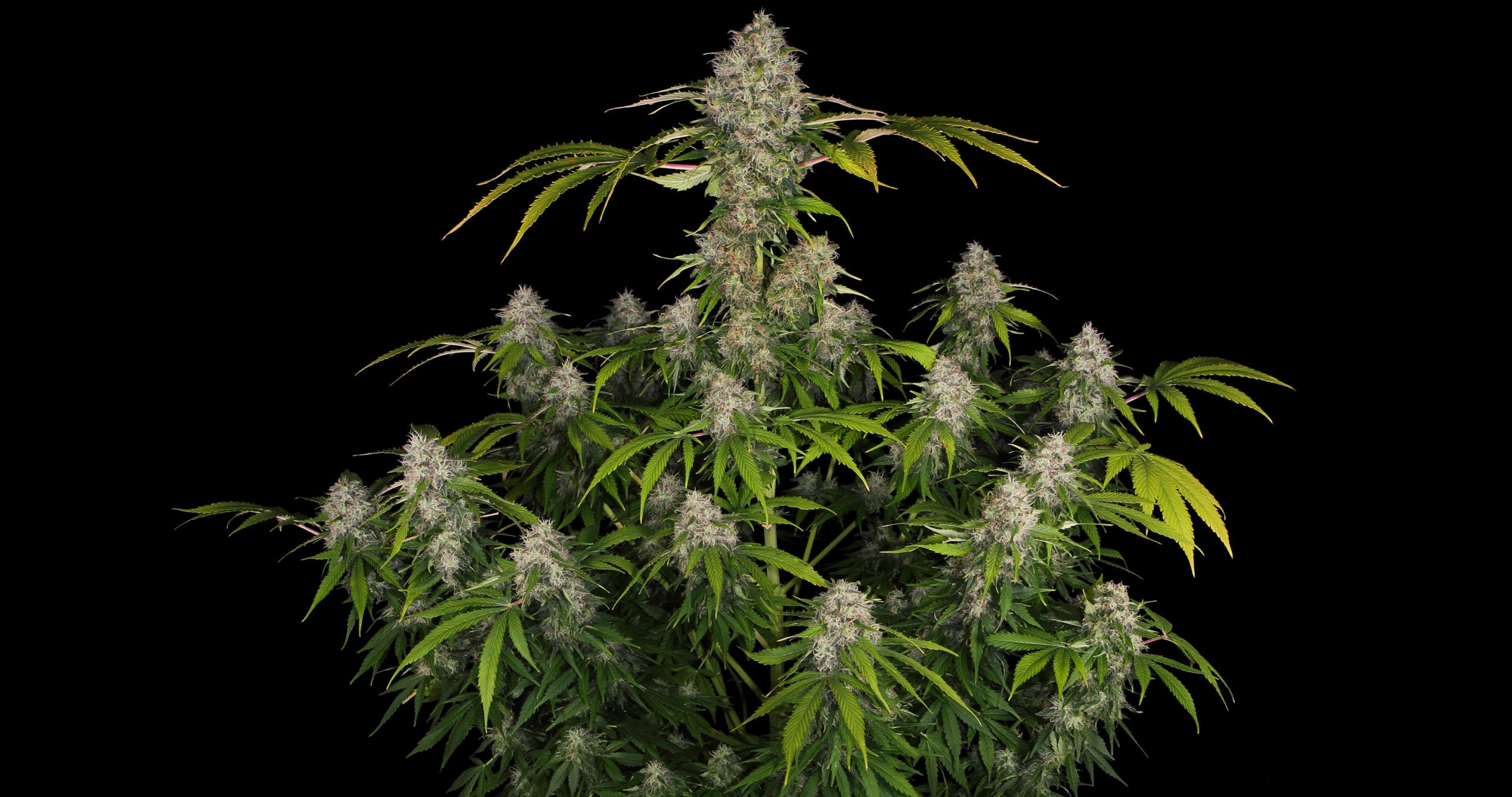 Auto Black Domina XXL – Leistungsstarker & pflegeleichter Autoflower-Sämling Auto Black Domina XXL – Leistungsstarker & pflegeleichter Autoflower-Sämling