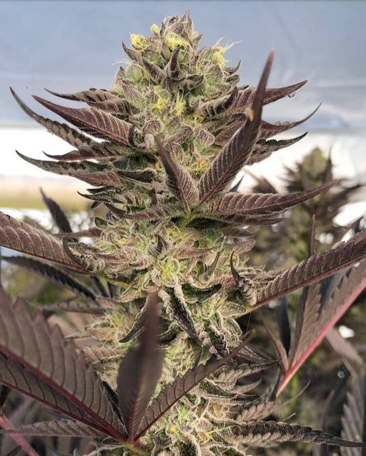 hanfstecklinge_kaufen_Triple Chocolate Chip_us_cali_premium Triple Chocolate Chip Hanfsteckling kaufen. Ertragreicher US-Klon (Exotic Genetix) mit bis zu 30% THC, Minz-Schoko-Aroma & perfekt für SOG-Systeme.