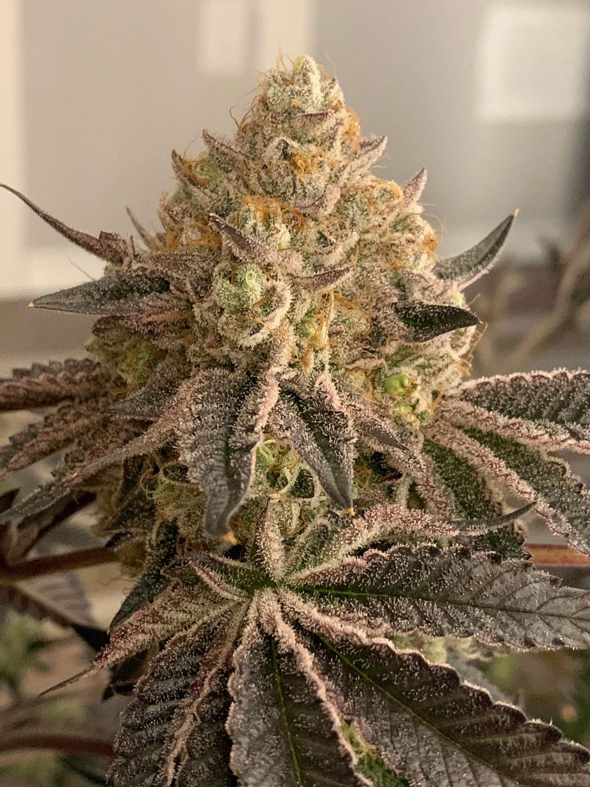 hanfsteckling_bestellen_online Cali Cut_Emergen-C Emergen-C Hanfsteckling kaufen. Exklusiver US-Klon