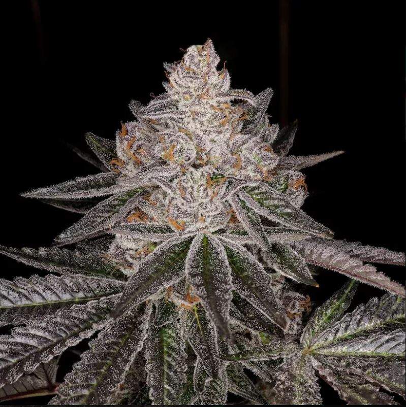 apple fritter premium flower (Kompakt, kräftig und extrem robuster Indica-Wuchs)