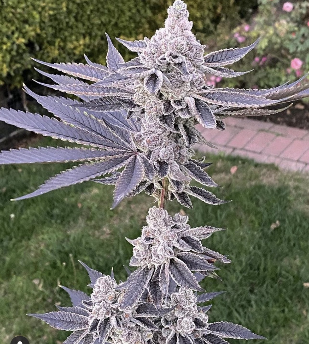 animal tsunami premium flowers Unfassbare Potenz mit einem messbaren THC-Gehalt von gigantischen 30,4 %