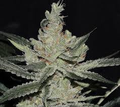 feminisierte Amnesia Haze Core Cut Stecklinge Blüten Extrem intensives Terpenprofil nach scharfer Zitrone, süßer Haze und edlem Weihrauch