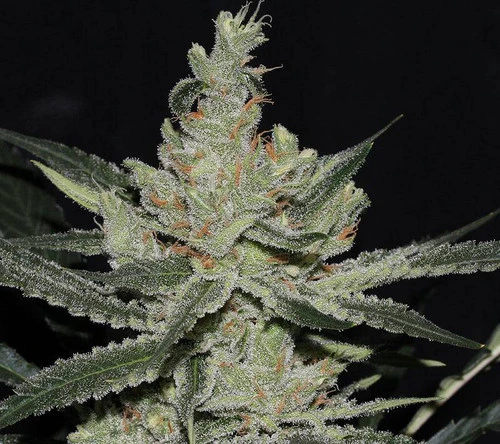 Amnesia Haze_hanfstecklinge_kaufen_Österreich_Core Cut Amnesia Haze_hanfstecklinge_kaufen_Österreich_Core Cut