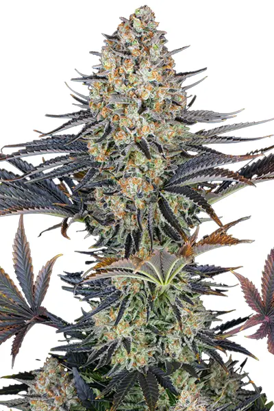 lsd_hanfstecklinge_kaufen_österreich_wien by Barney's Farm LSD by Barney' Steckling in Flower