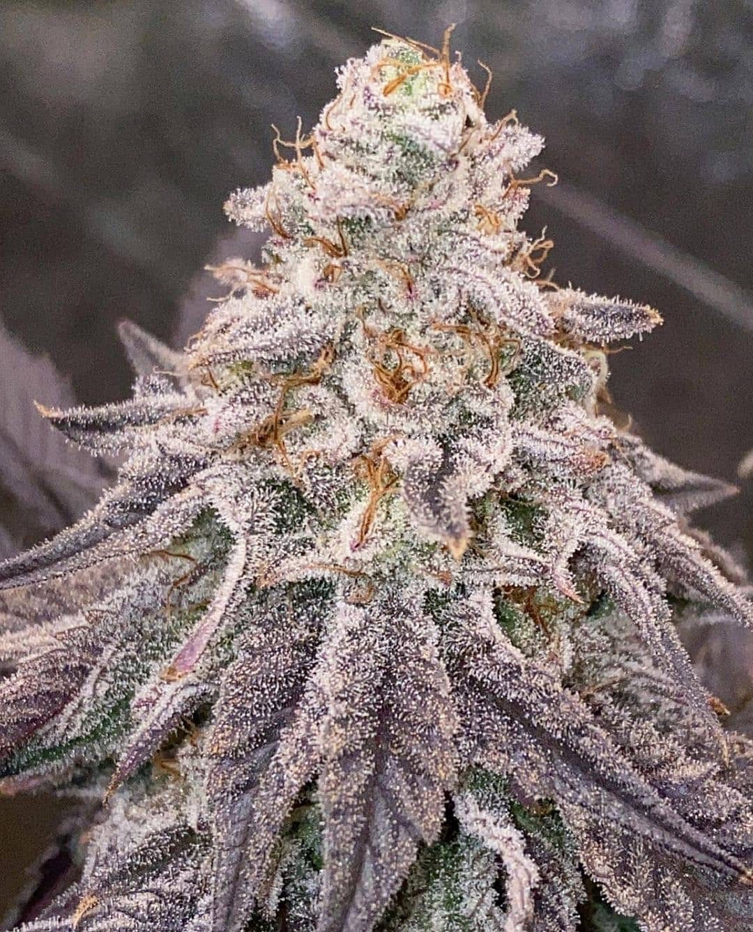 dantes inferno headbud Dante's Inferno Steckling kaufen | Mile Highdave Cut |