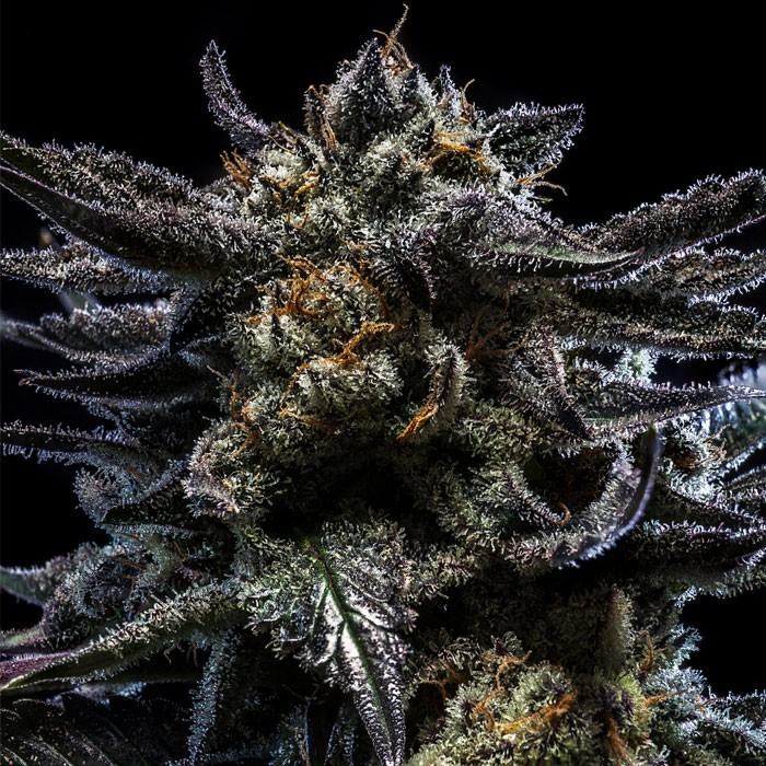 zombie kush flowers Zombie Kush Hanfsteckling von Ripper Seeds kaufen. Potenter Indica-Klon (>25% THC) mit Sideral x Bubba Kush Genetik, krassem Lavendel-Aroma & extremer Harzschicht.