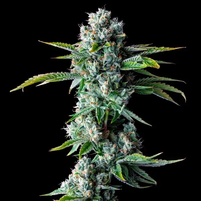 DNA_Genetics_Skywalker_Kush in flowering Skywalker – Sedierender Indica